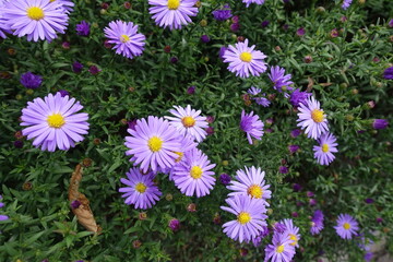 Michaelmas daisies with bright violet flowers in September