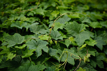 green leaves in the forest