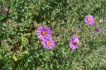 Bee pollinating violet flowers of Symphyotrichum novae-angliae in mid September