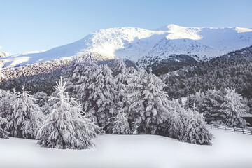 Landscape of forests covered in the snow on The Sierra de Guadarrama in Spain - obrazy, fototapety, plakaty