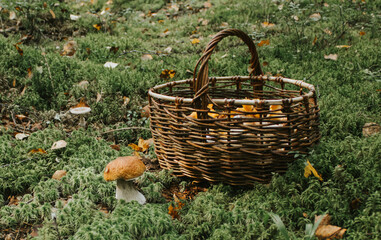 A wicker basket with boletus and chanterelles collected in the forest next to a large edible mushroom boletus on soft green moss. Concept of harvest autumn.