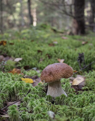 Beautiful mushroom boletus edulis in amazing green fluffy moss on the background of old forest. Eatable white mushroom close up.