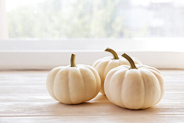 Close up shot of three baby boo pumpkins isolated on bright background as a symbol of autumnal holidays with a lot of copy space for text
