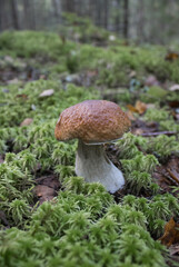 Beautiful mushroom boletus edulis in amazing green fluffy moss on the background of old forest. Eatable white mushroom close up.