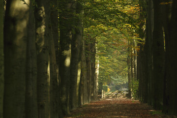 A path through a Beech forest in autumn