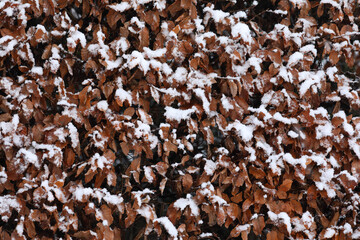 A close-up of bushes covered with snow in winter