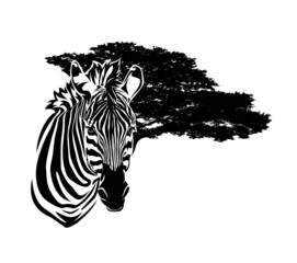 wild african zebra head and wide savannah tree branches in the background - black and white animal vector outline portrait design