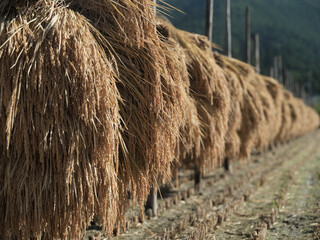 収穫した米を天日干ししている田舎の風景