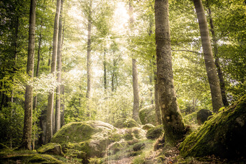 Obraz premium Waldwanderung