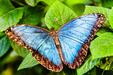 Beautiful Morpho Peleides (Blue Morpho) butterfly on green leaves