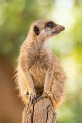 Meerkat Perch