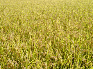 収穫時期を迎えた米の稲穂が一面