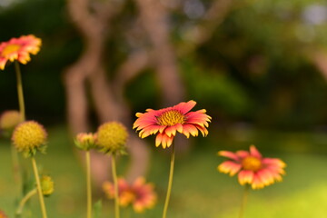 bright flowers in the garden