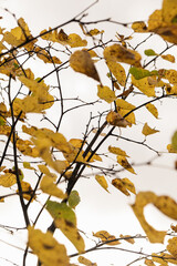 Colourful yellow, orange, green and red autumn fall leaves on tree branches. Seasonal outdoor autumn fall leaves background texture