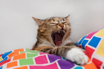 The tricolor striped cat has opened its mouth and screams loudly, lies at home on a pillow.