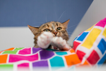 A cute striped tricolor cat is lying on a colored pillow, its paws are out of focus. Protected.