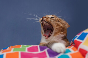 A tabby tricolor cat in profile has opened its mouth strongly and loudly yells, meows, calls, lies on a pillow, put its paw forward.