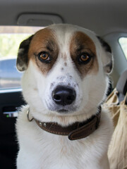 A white dog is sitting in the car and waiting for the owner.