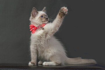 Kitten waving her paw
