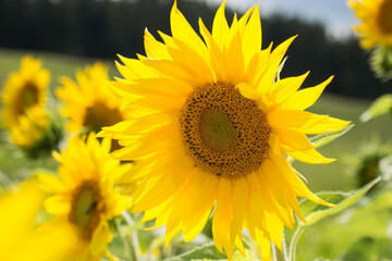 Obraz premium blühende Sonnenblume auf einem Feld
