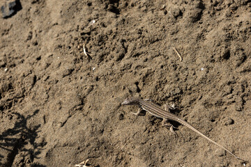 Small lizard on a sand