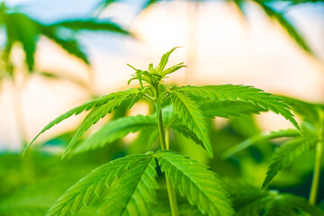 Illegal planting of cannabis in the field. Wild Hemp Field In The Village