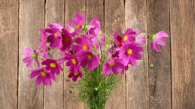 Bouquet of flowers Kosmeya. Flower Cosmeya or flower cosmos. Is a genus of annual and perennial herbaceous plants of the Asteraceae family. 4K UHD video footage 3840X2160