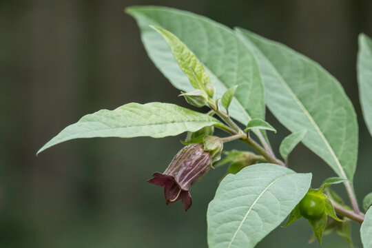 Bl&uuml;te einer Tollkirsche, daneben eine unreife Frucht