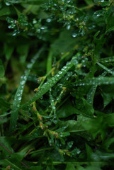 Fototapeta na wymiar rain drops on a leaf