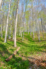 Beech forest in spring, many beech trees with wild garlic (Allium ursinum) on the forest floor. Scenic forest of fresh green deciduous beech trees