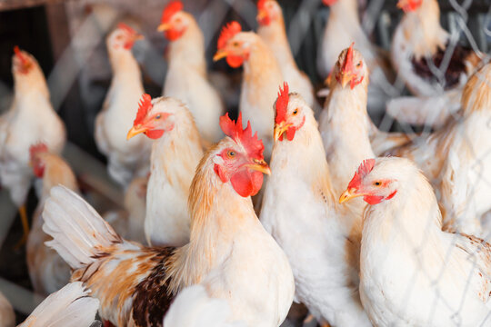 Poultry in a cage on a poultry farm, a rooster and chickens with variegated feathers close-up. Agriculture and breeding of domestic animals.