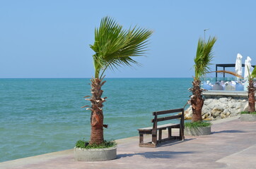 Young palm trees on the coast