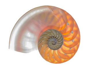 Nautilus pompilius, living fossil mollusca. Chambered Nautilus shell cutaway isolated on white....
