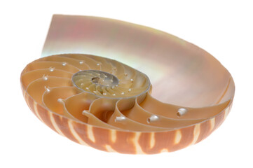 Nautilus pompilius, living fossil mollusca. Chambered Nautilus shell cutaway isolated on white....