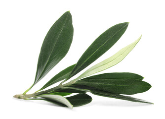 Obraz premium Olive tree branch with green leaves on white background