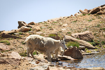 Mountain Goat and Calf By a Pond in Rocky Mountain National Park, Colorado, USA