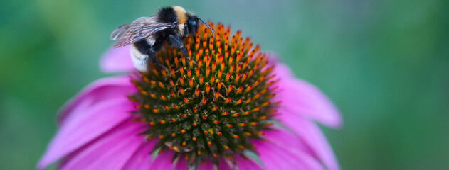 Purple pink echinacea coneflower close up  with pollinating fluffy bumblebee on top, blue green blurred web banner background, ornamental flowers and attracting pollinators concept