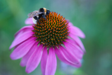 Purple pink echinacea coneflower close up  with pollinating fluffy bumblebee on top, blue green blurred web banner background, ornamental flowers and attracting pollinators concept