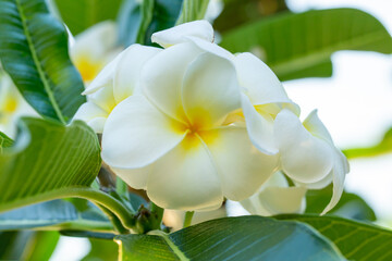 Purity of white Plumeria with morning light