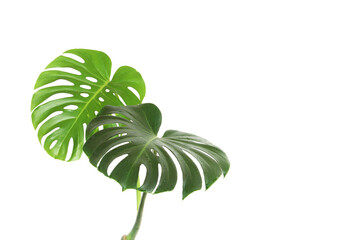 Fototapeta na wymiar green leaves of a tropical monstera plant isolated on a white background