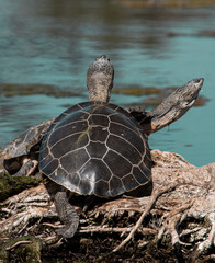 turtle on the rocks