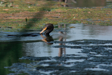 duck on the lake at the park