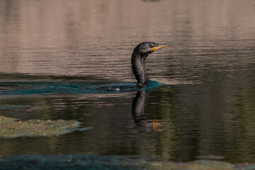 black swan swimming in a lake at the park