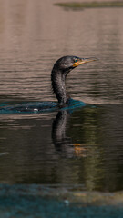 great blue duck swimming on the lake