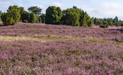 Fototapeta na wymiar Blossom of heathland