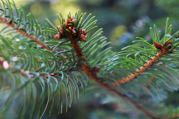 spruce sprig with small cones
