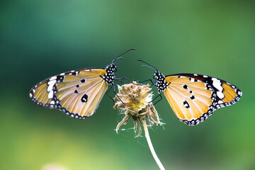 Close up of Plain Tiger Danaus chrysippus butterflies  resting on the flower plant in natures green background
