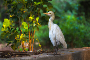 Bubulcus ibis Or Heron Or Commonly know as the Cattle Egret is a cosmopolitan species of heron found in the tropics, subtropics,  and warm-temperate zones. It is the only member of the monotypic genu