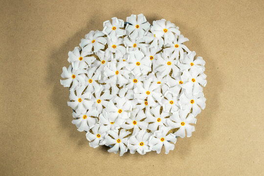 Sephali Flower, Night-flowering jasmine