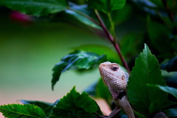 The oriental garden lizard, eastern garden lizard, bloodsucker or changeable lizard resting on the...